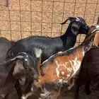 عنقان للبيع
