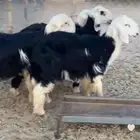 طليان نجد بيشة