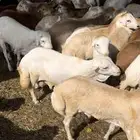 رفيدي بهم رفيد عدد150