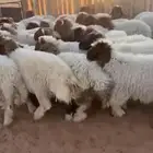 بهم نعيم 30 فيه 16 خروف