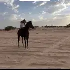 مهر شعبي كفووو سبوققق
