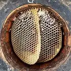 عسل سمرة اصلي و مضمون