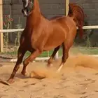 السلام عليكم يربع الي يخبرلي حصان طيب ورخيص