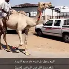رحول ابل كفو قديمه وعلا جميع اشروط