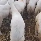 كباش اضاحي جملة و تفريد