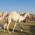 حشوان حشو قعدان للبيع