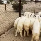 خرفان طليان سمان ذبايح