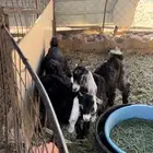 للبيع جفرات