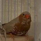 للبيع زيبرا انقليزي