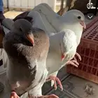 زغاليل