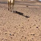 للبيع بعير باتلي السن شاق