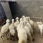 ضان متابيع ودفيع