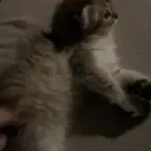 قطه للبيع