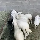 بهم للبيع خرفان ورخال