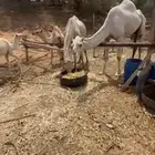 ناقه خفوت مبيوع ولدها