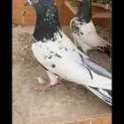 حمام باكستاني طيار مشروط مطير TOP