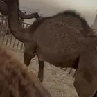 قعواد حوار على حليب امه والطعام