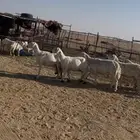 للبيع غنم حرش