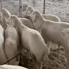 طليان مشاريع فحول