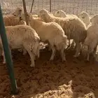 غنم عددها 20 طيبه بالحيل تحتها 5
