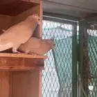 قطايف صفر