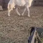 مشروع فحل حري صنف