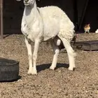 فحل حري صنف ثني