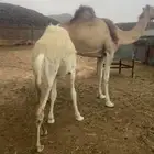 ابل