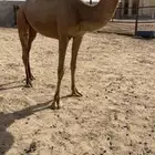 بكره كفووو