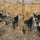 معزا طيبه مضاريع