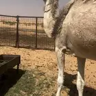 للبيع لقحه كفو ع قعود رماني ساسه ع ابن دلمخ السبيعي