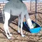 قعود وبكره للبيع