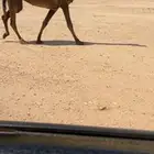 للبيع الصفرا الضريبه الكفوو