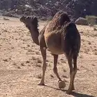ناقه حمرا حرقانه