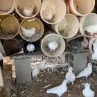 حمام فرنسي سوبر جانبو