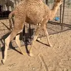 قعود شحم للبيع