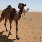 للبدل بغنم أو معزاء ناقه صفراء