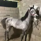 حصان واهو
