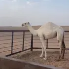 بكره وضحا للبيع