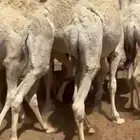 للبيع حيران طيبه