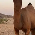بعير جمل ساحلي(( تم البيع ))
