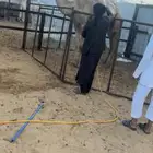 شعلا لقحه جذعه كفو