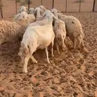 غنم حريات طيبه