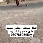 فحل بتلي سديس على جميع الشروط