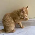 قطوه البيع على السوم