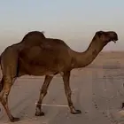 بعير منتج للبيع