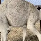 للبيع قعدان كفو مبادي و مناسبات