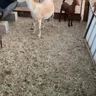 عنز جنوبيه تحتها تيس