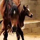 فرس