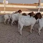 جفار بورقت دم اصل